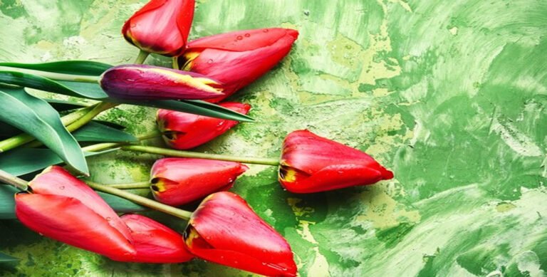 Le Vert Tulipe